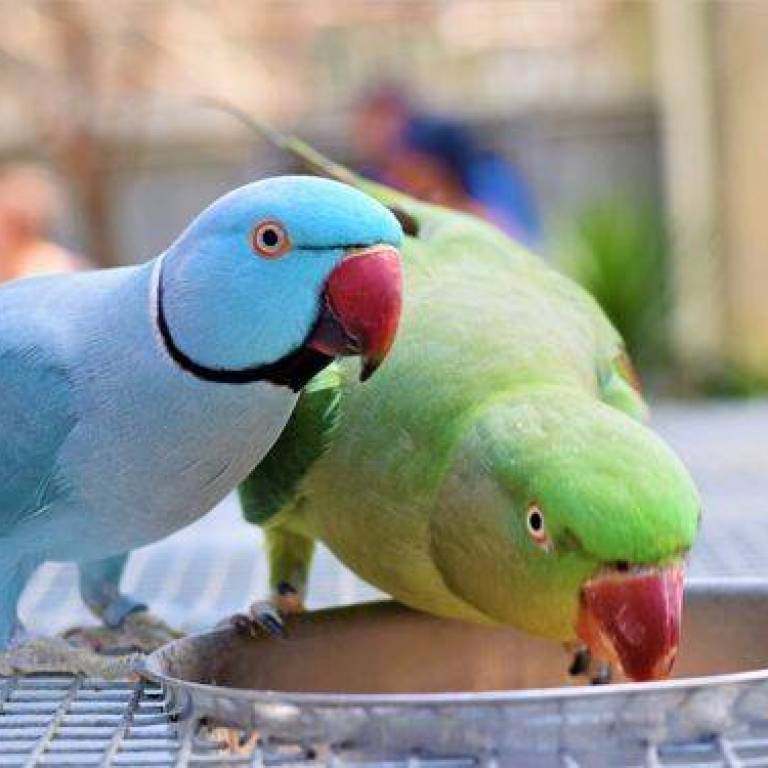 Dlaczego posiadanie papugi może być najwspanialszą rzeczą, jaką kiedykolwiek zrobiłeś