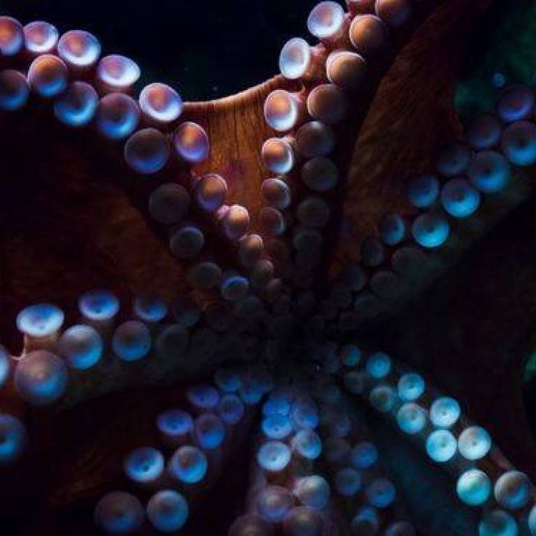 Najbardziej dziwacznych stworzeń z najgłębszych oceanów